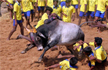 Jallikattu row: After Kamal Haasan, Rajinikanth bats for bull taming sport